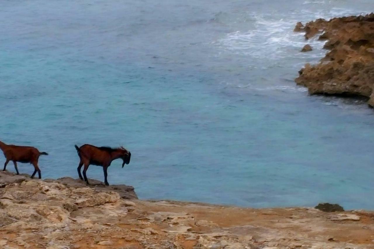 Es Fasser Alcúdia Buitenkant foto